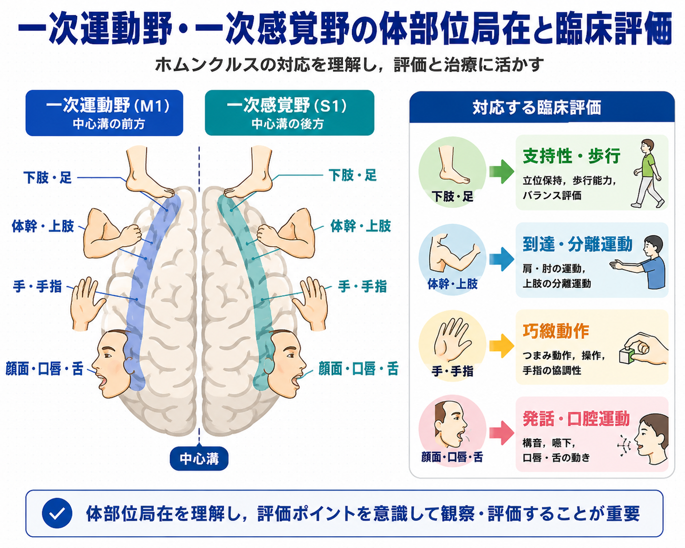 一次運動野と一次感覚野の体部位局在と臨床評価を示した図。下肢・足、体幹・上肢、手・手指、顔面・口唇・舌に対応する評価ポイントを整理している。