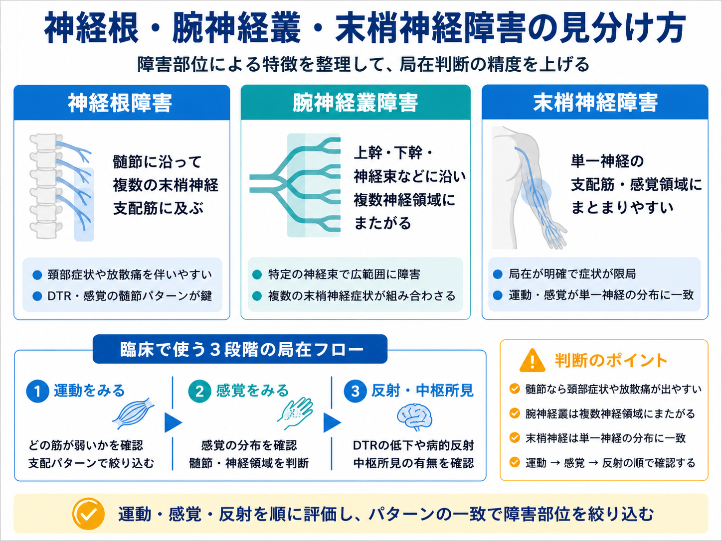 神経根障害・腕神経叢障害・末梢神経障害の見分け方。運動、感覚、反射と中枢所見から障害部位を絞り込む図