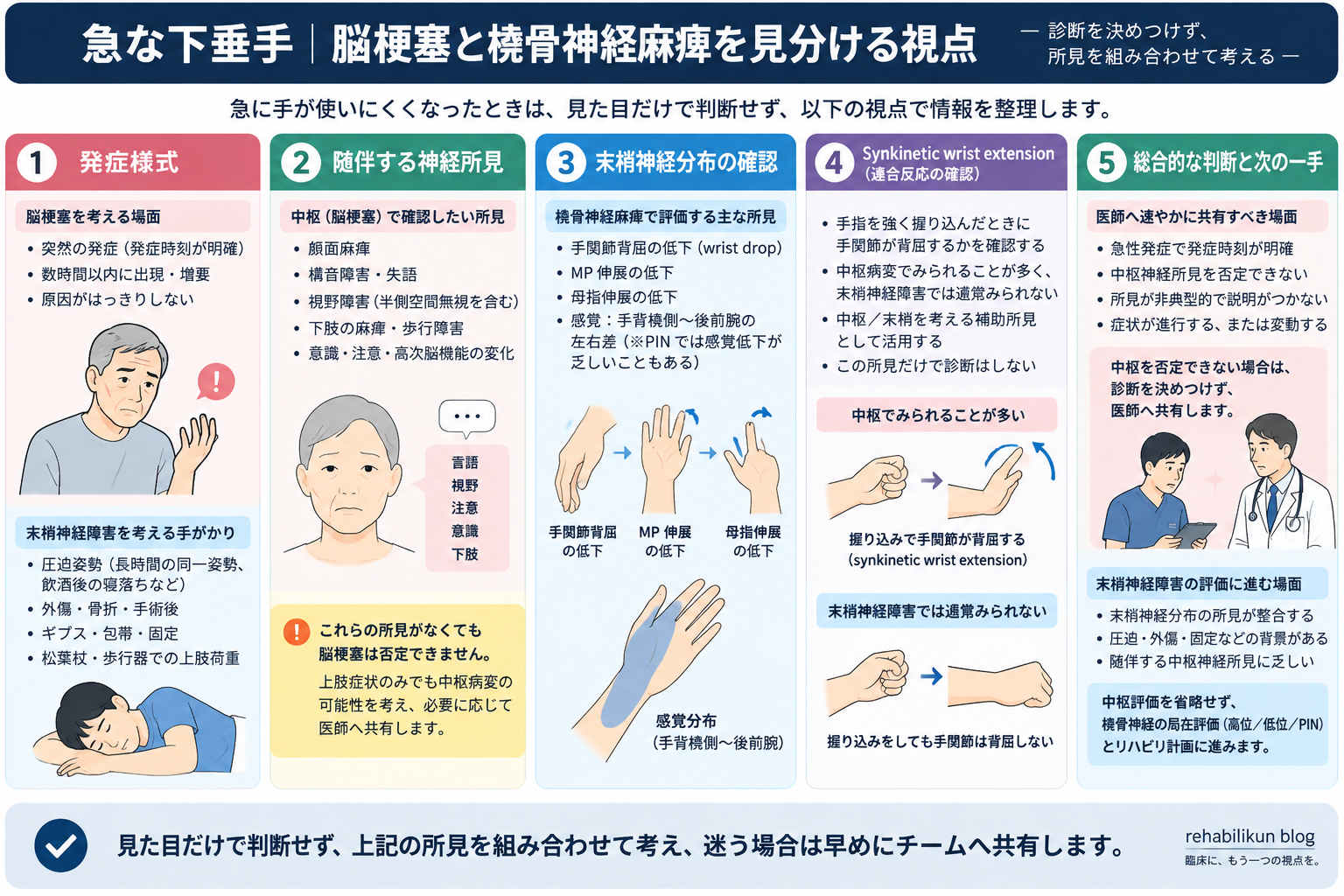 急な下垂手で脳梗塞と橈骨神経麻痺を鑑別する視点を、発症様式、随伴神経所見、末梢神経分布、synkinetic wrist extension、医師への共有で整理した図版