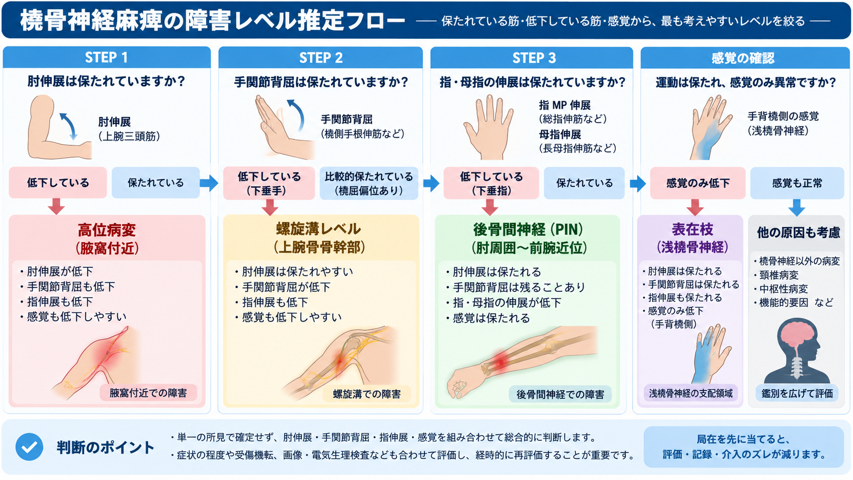 橈骨神経麻痺の障害レベルを肘伸展、手関節背屈、指・母指伸展、感覚から推定するフロー
