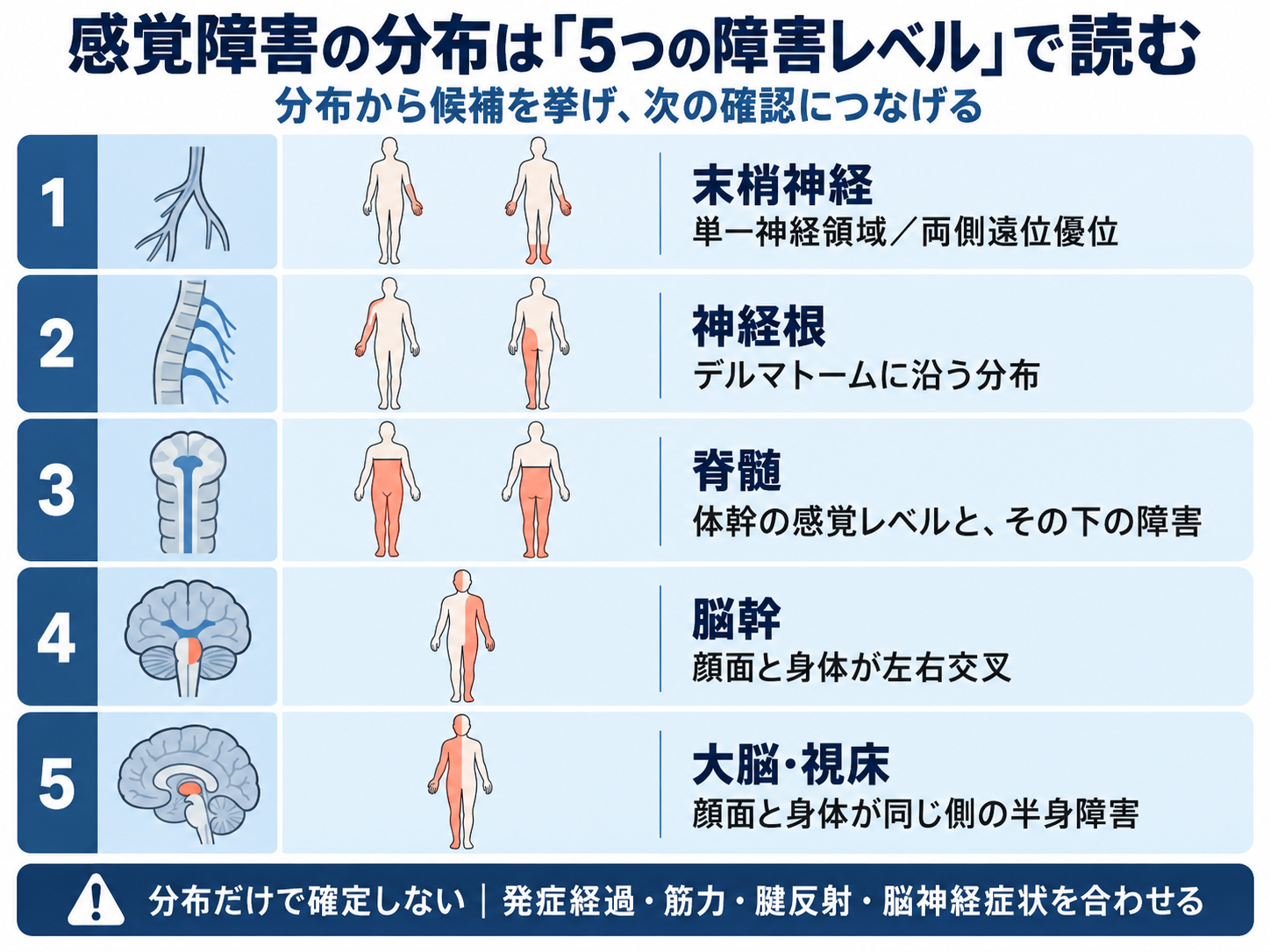 感覚障害の分布から末梢神経、神経根、脊髄、脳幹、大脳・視床の5つの障害レベルを整理した図