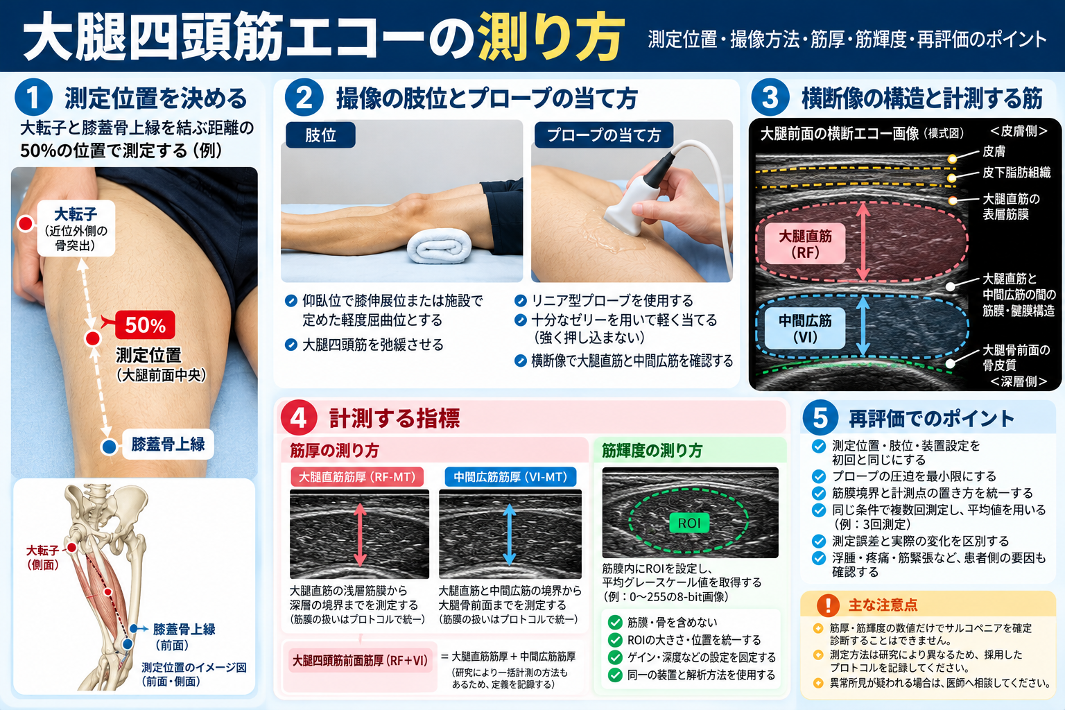 大腿四頭筋エコーの測り方。大転子と膝蓋骨上縁の中点を用いる測定位置の例、仰臥位でのプローブ操作、横断像における皮下脂肪・大腿直筋・中間広筋・大腿骨の模式図、筋厚と筋輝度の計測、再評価の注意点